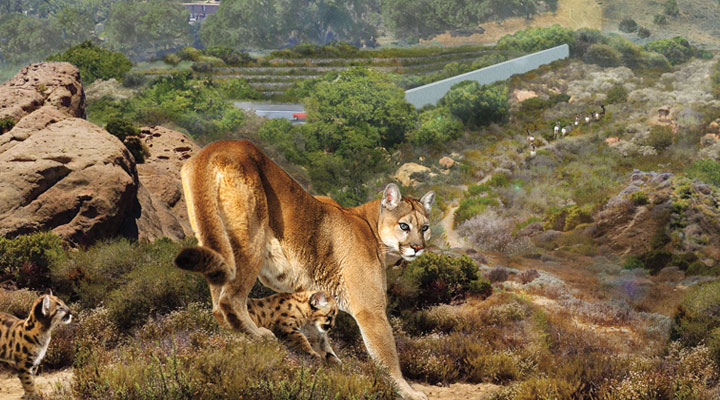 A mountain lion walking down a hill with her cubs