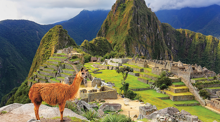 A llama on a hill over looking an ancient town in the mountains of Peru