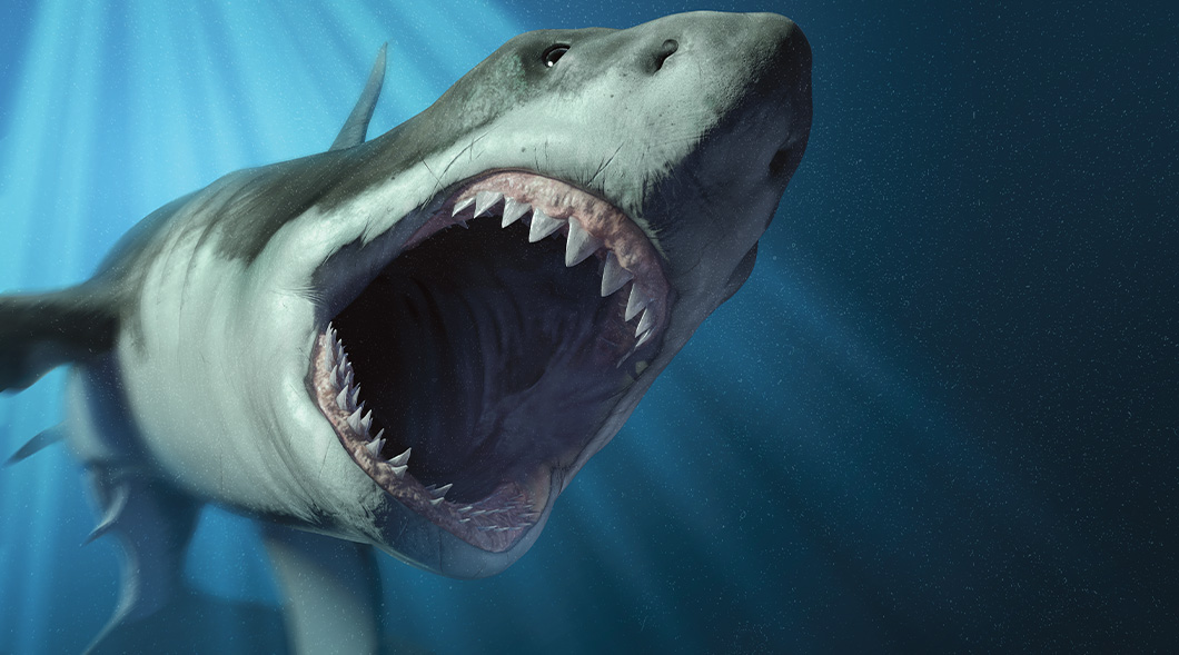 Image of a shark with its mouth wide open