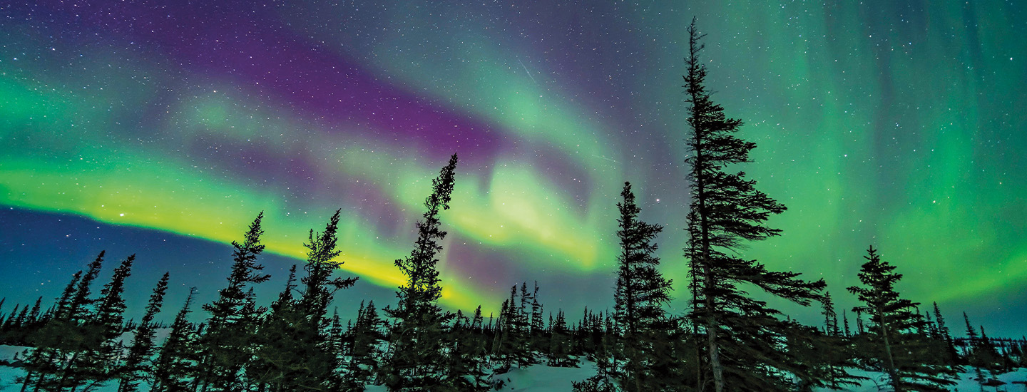 Photo of Northern lights over trees and snow